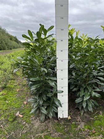 Prunus l. Genolia 80-100 cm met kluit - afbeelding 10