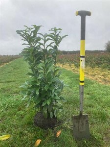 Prunus l. Genolia 80-100 cm met kluit - afbeelding 3