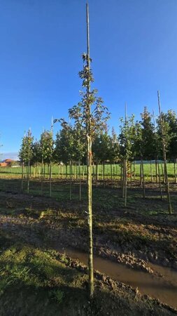 Prunus 'Umineko' 12-14 Hoogstam wortelgoed 2 X verplant