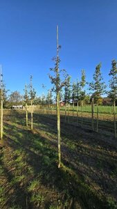 Prunus 'Umineko' 14-16 Hoogstam wortelgoed 2 X verplant - afbeelding 1