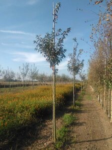 Prunus 'Umineko' 14-16 Hoogstam wortelgoed 2 X verplant - afbeelding 2