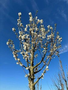 Prunus 'Umineko' 18-20 Hoogstam draadkluit 3 X verplant - afbeelding 3