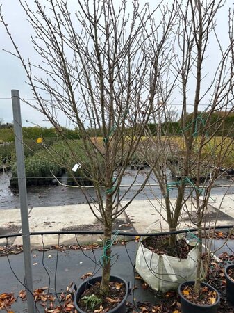 Prunus 'Umineko' 200-250 cm cont. 20L - afbeelding 3