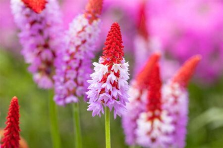 Primula vialii geen maat specificatie 0,55L/P9cm - afbeelding 1