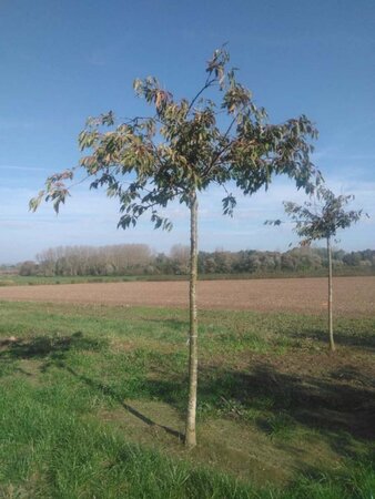 Prunus yedoensis 20-25 Hoogstam draadkluit 3 X verplant