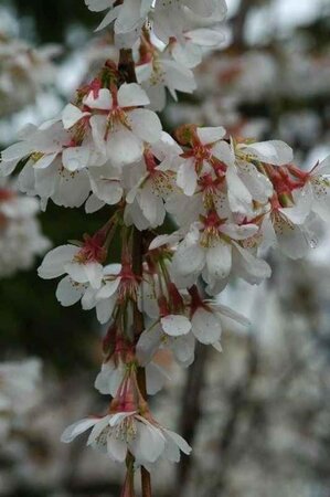 Prunus yedoensis 250-300 cm draadkluit struik solitair - afbeelding 1