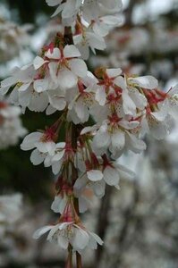 Prunus yedoensis 250-300 cm draadkluit struik solitair - afbeelding 1