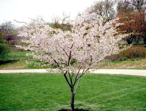 Prunus yedoensis 250-300 cm draadkluit struik solitair - afbeelding 2