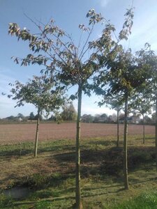 Prunus yedoensis 25-30 Hoogstam draadkluit 3 X verplant