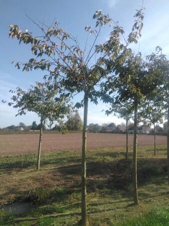 Prunus yedoensis 25-30 STA WRB 3 X V