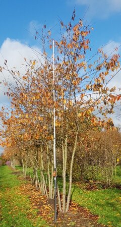 Prunus yedoensis 450-500 cm draadkluit meerstammig - afbeelding 1