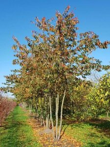 Prunus yedoensis 450-500 cm draadkluit meerstammig - afbeelding 4