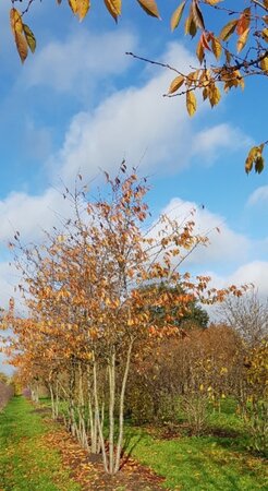 Prunus yedoensis 450-500 cm draadkluit meerstammig - afbeelding 2