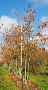 Prunus yedoensis 450-500 cm WRB multi-stem - image 1