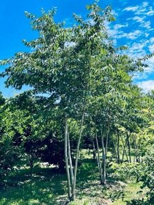 Prunus yedoensis 450-500 cm WRB multi-stem - image 3