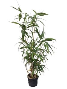 Pseudosasa japonica 40-60 cm cont. 3,0L