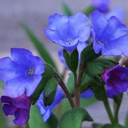 Pulmonaria ang. 'Azurea' geen maat specificatie 0,55L/P9cm - afbeelding 2