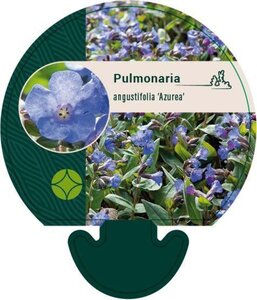 Pulmonaria ang. 'Azurea' geen maat specificatie 0,55L/P9cm - afbeelding 3