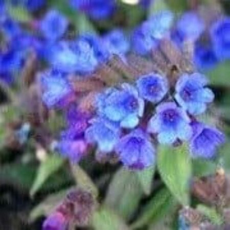 Pulmonaria ang. 'Blaues Meer' geen maat specificatie 0,55L/P9cm - afbeelding 1