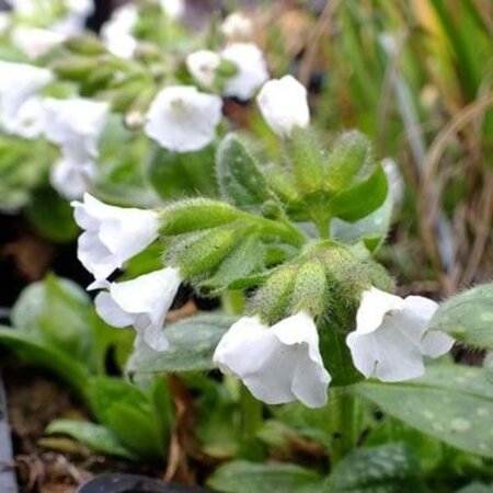 Pulmonaria 'Ice Ballet' geen maat specificatie 0,55L/P9cm