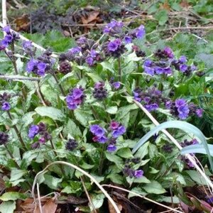 Pulmonaria long. 'Diana Clare' geen maat specificatie 0,55L/P9cm