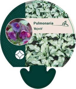 Pulmonaria 'Majesté' geen maat specificatie 0,55L/P9cm - afbeelding 1