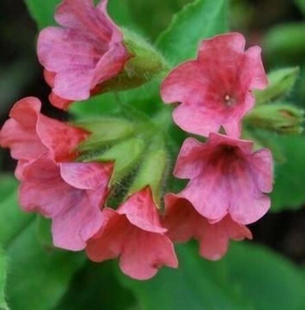 Pulmonaria rubra 'Redstart' geen maat specificatie 0,55L/P9cm - afbeelding 1