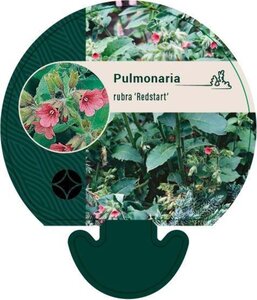 Pulmonaria rubra 'Redstart' geen maat specificatie 0,55L/P9cm - afbeelding 2