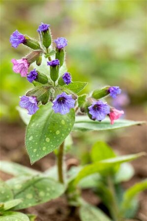 Pulmonaria s. 'Mrs Moon' geen maat specificatie 0,55L/P9cm - afbeelding 2