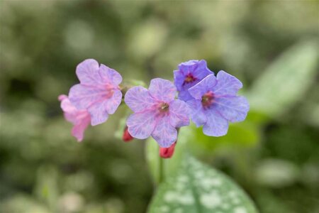 Pulmonaria s. 'Mrs Moon' geen maat specificatie 0,55L/P9cm - afbeelding 3