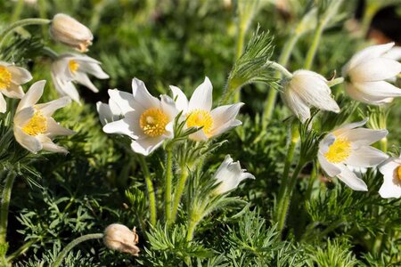 Pulsatilla v. 'Alba' geen maat specificatie 0,55L/P9cm - afbeelding 1