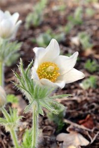 Pulsatilla v. 'Alba' geen maat specificatie 0,55L/P9cm - afbeelding 6