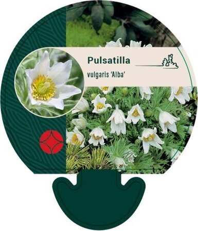 Pulsatilla v. 'Alba' geen maat specificatie 0,55L/P9cm - afbeelding 5