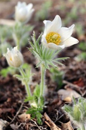 Pulsatilla v. 'Alba' geen maat specificatie 0,55L/P9cm - afbeelding 7