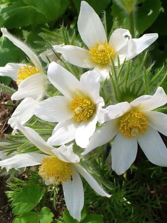 Pulsatilla v. 'Alba' geen maat specificatie 0,55L/P9cm - afbeelding 4