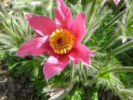 Pulsatilla v. 'Röde Klokke' geen maat specificatie 0,55L/P9cm