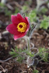 Pulsatilla v. 'Rubra' geen maat specificatie 0,55L/P9cm - afbeelding 3