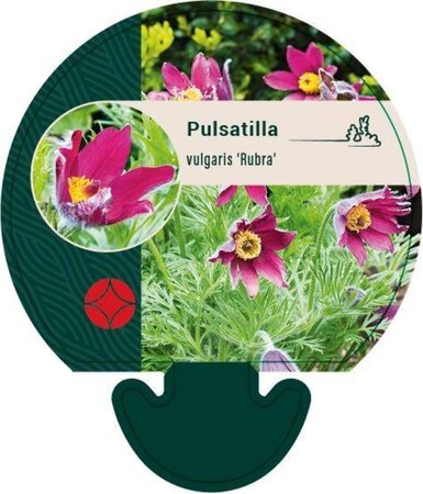 Pulsatilla v. 'Rubra' geen maat specificatie 0,55L/P9cm - afbeelding 5