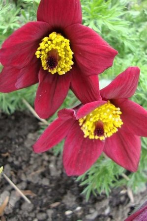 Pulsatilla v. 'Rubra' geen maat specificatie 0,55L/P9cm - afbeelding 1