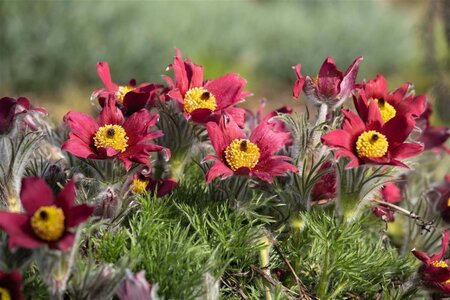 Pulsatilla v. 'Rubra' geen maat specificatie 0,55L/P9cm - afbeelding 2