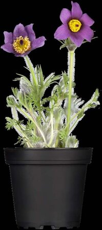 Pulsatilla vulgaris geen maat specificatie 0,55L/P9cm - afbeelding 1