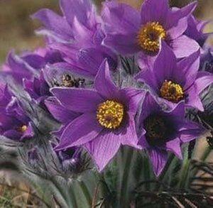 Pulsatilla vulgaris geen maat specificatie 0,55L/P9cm - afbeelding 6