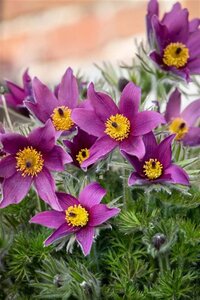 Pulsatilla vulgaris geen maat specificatie 0,55L/P9cm - afbeelding 3