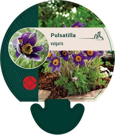 Pulsatilla vulgaris geen maat specificatie 0,55L/P9cm - afbeelding 8