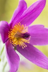 Pulsatilla vulgaris geen maat specificatie 0,55L/P9cm - afbeelding 5