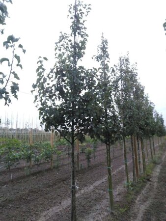 Pyrus calleryana 'Capital' 12-14 Hoogstam wortelgoed 2 X verplant