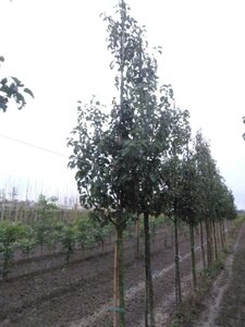 Pyrus calleryana 'Capital' 14-16 Hoogstam wortelgoed 2 X verplant