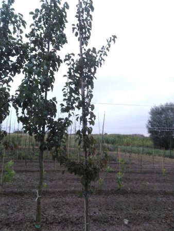 Pyrus calleryana 'Capital' 6-8 cm wortelgoed geveerd - afbeelding 1