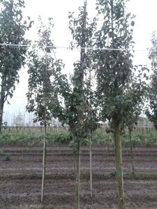 Pyrus calleryana 'Capital' 8-10 cm wortelgoed geveerd - afbeelding 1