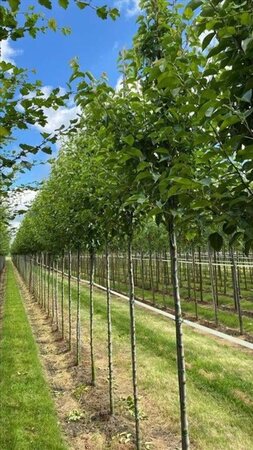 Pyrus calleryana 'Chanticleer' 12-14 Hoogstam draadkluit 2 X verplant - afbeelding 2